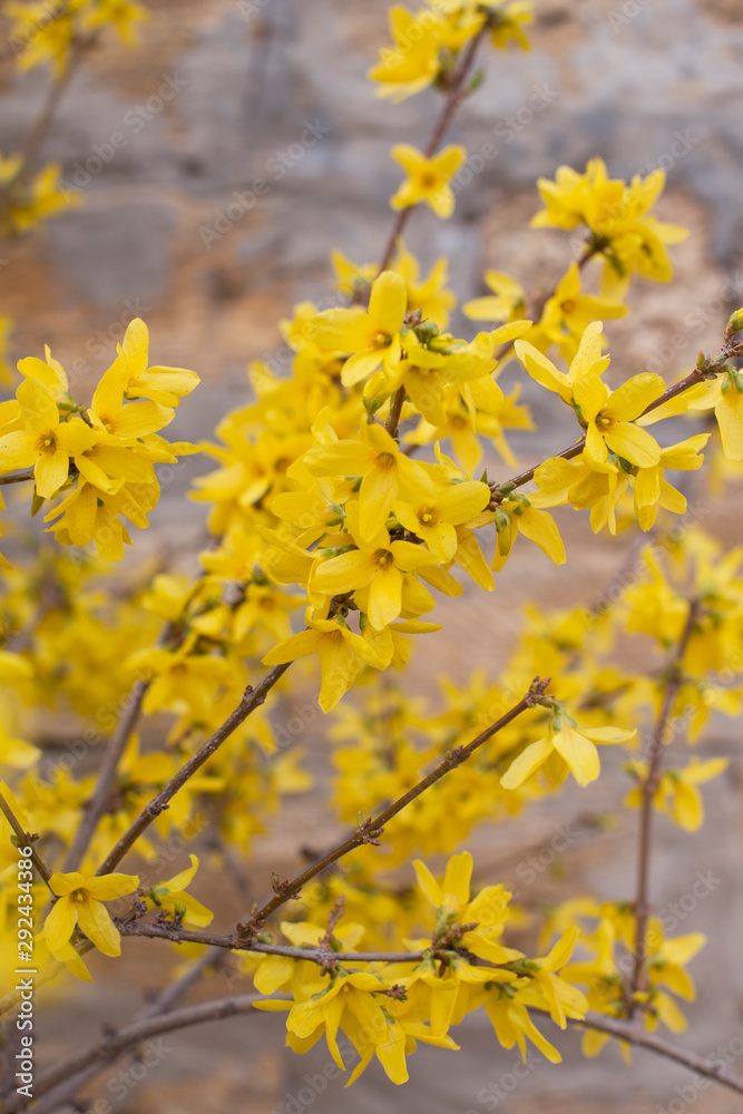 yellow flowers pattern on a natural background. Autumn card concept. Blooming forsythia. yellow flowers pattern on a natural background. Autumn card concept. Blooming forsythia.