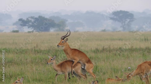 Ugandan Kobs mating photo