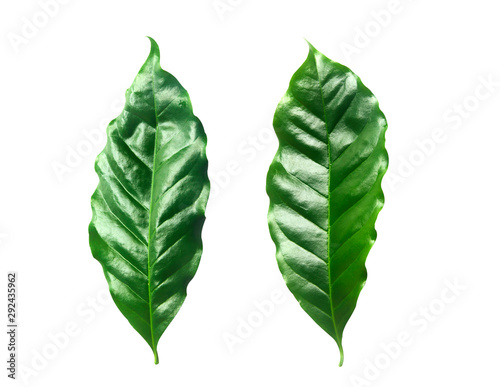 Green coffee leaf