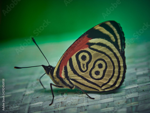 Photos Eighty Eight Butterfly Close Up