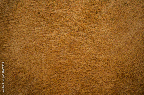 The fur of cows dyed orange and the fabric