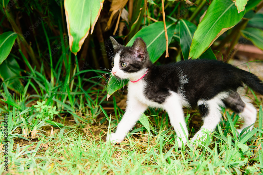 Black and white kitten exploring the garden.