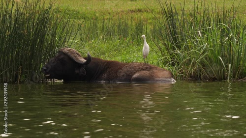 Buffalo with cattle egret, Kazinga channel, Uganda photo