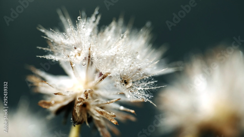 Dandelion with water droplet