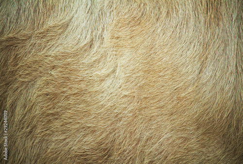 Old cow fur and background