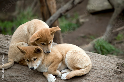 Bilde på lerret the two dingo puppies are resting