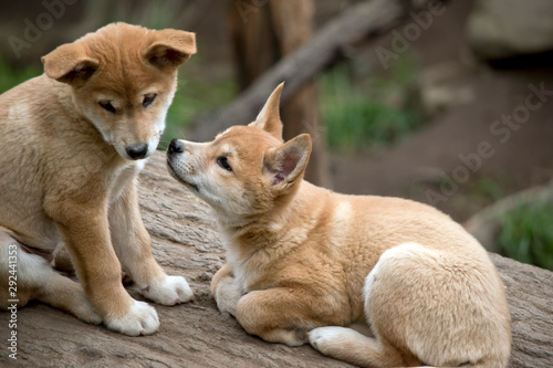 the two dingo puppies are sharing a kiss. © susan flashman
