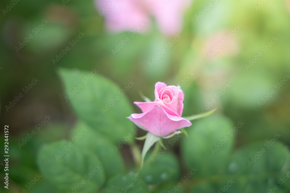 Roses in the garden