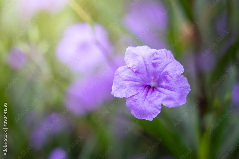 The background image of the colorful flowers The background image of the colorful flowers