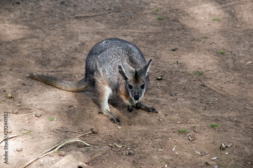 the red necked wallaby is in a paddock