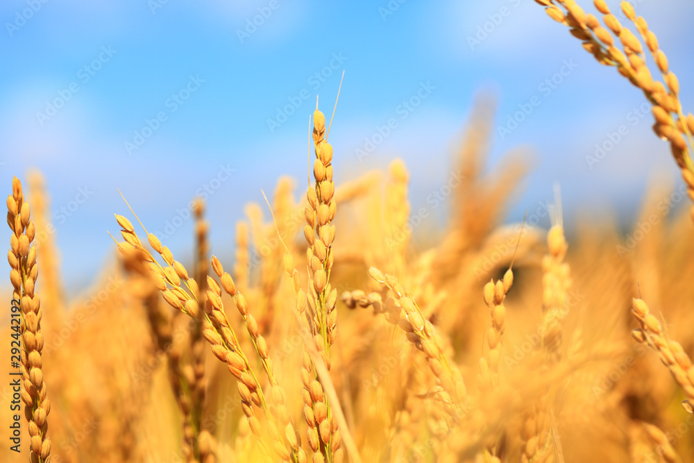 Fototapeta premium Mature rice in rice field,