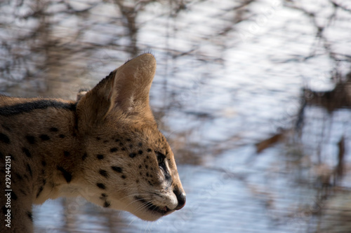 Canvas Print The serval is a wild cat native to Africa