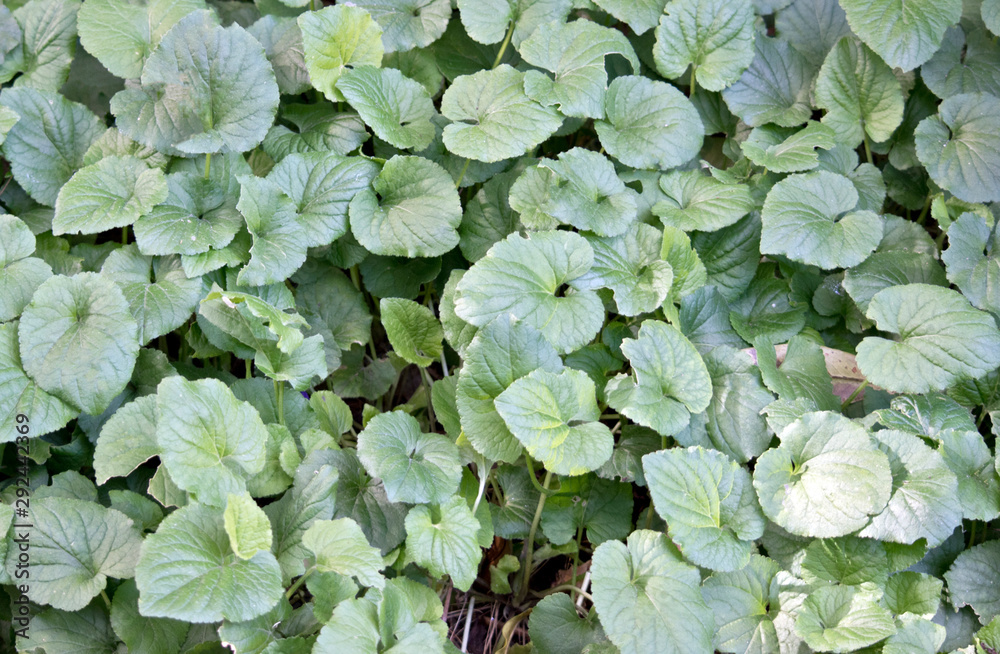 violet leaves background violet leaves background