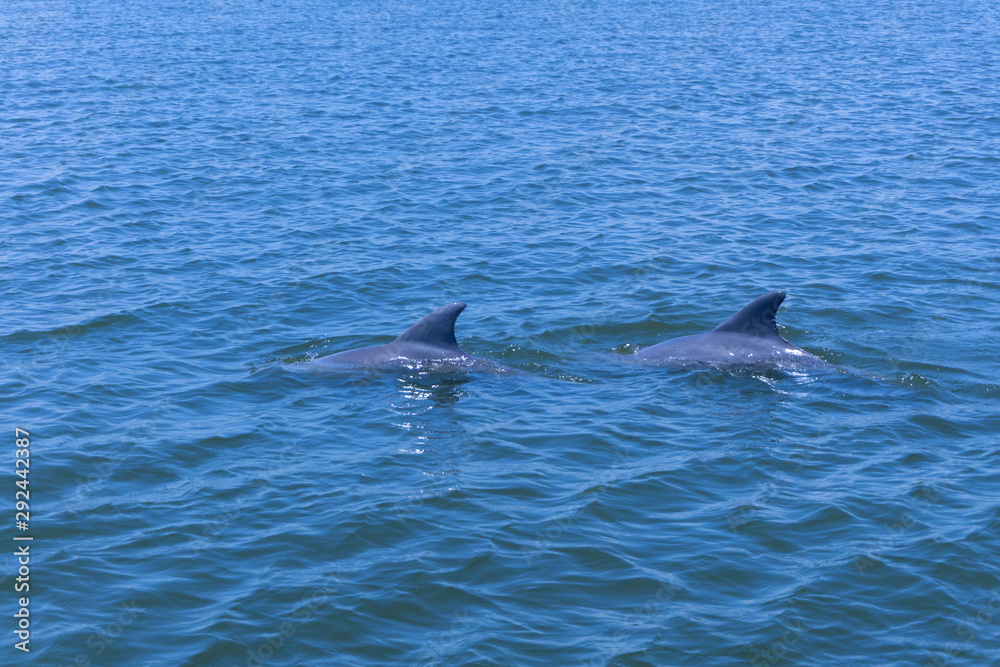 Fototapeta premium dolphins