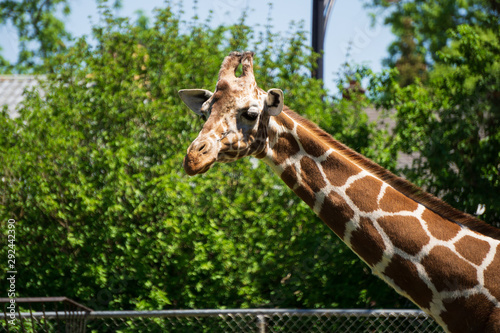 Canvas Print closeup of giraffe