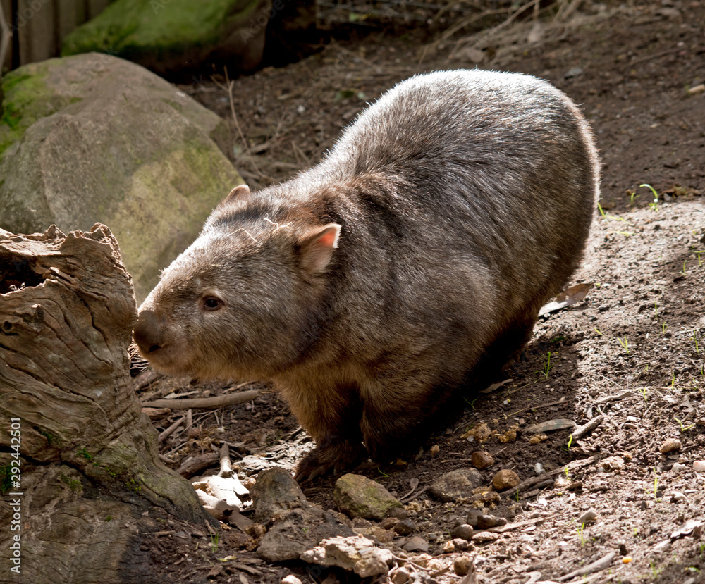 the wombat is walking around the wombat is walking around