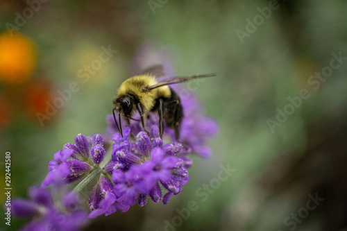 bee on flower © Sydney