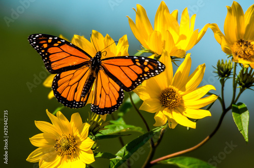 Foto Monarch on Sawtooth Sunflower