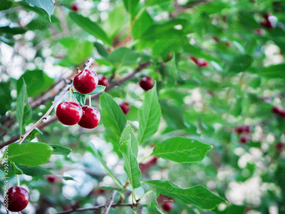 a few cherries grow on the tree in summer