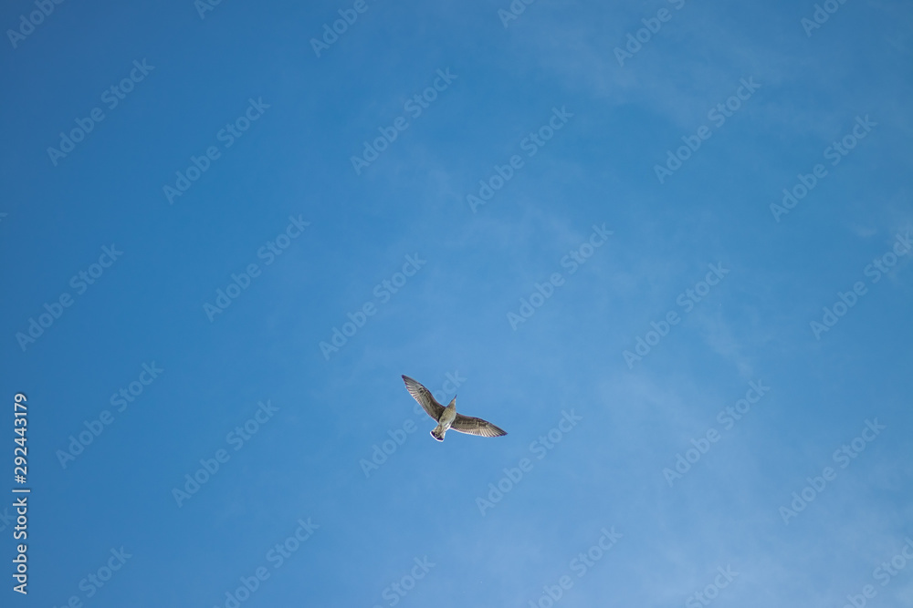 gaivota céu azul