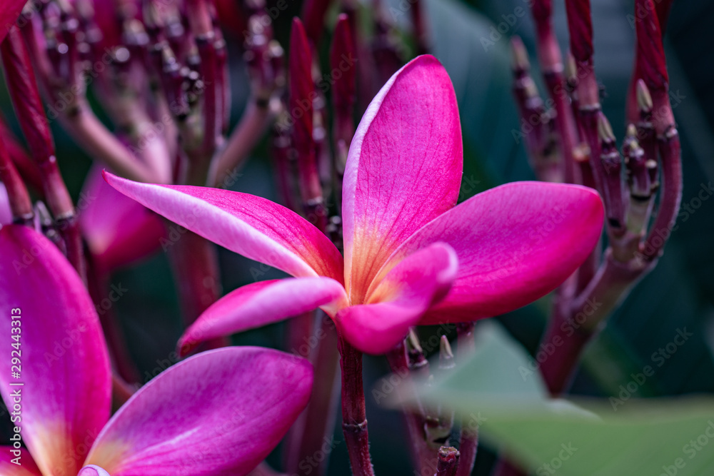 Pink plumeria flowers with natural background Stock Photo | Adobe Stock