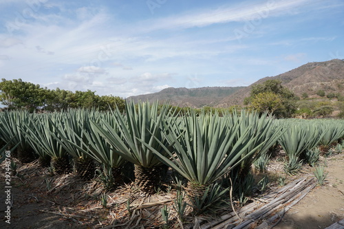 sisal agave plant in the desert photo