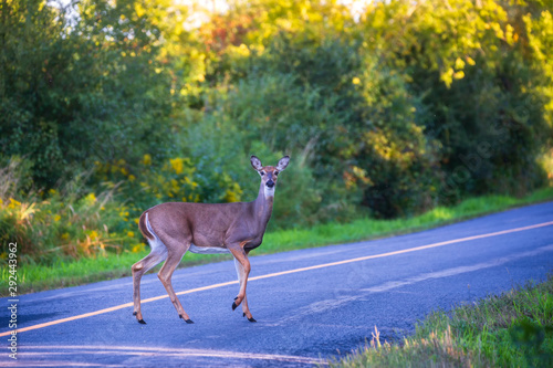 A White-tailed deer crossing the road