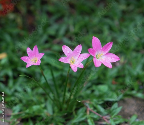 Pink rain lily flowers on green grass.