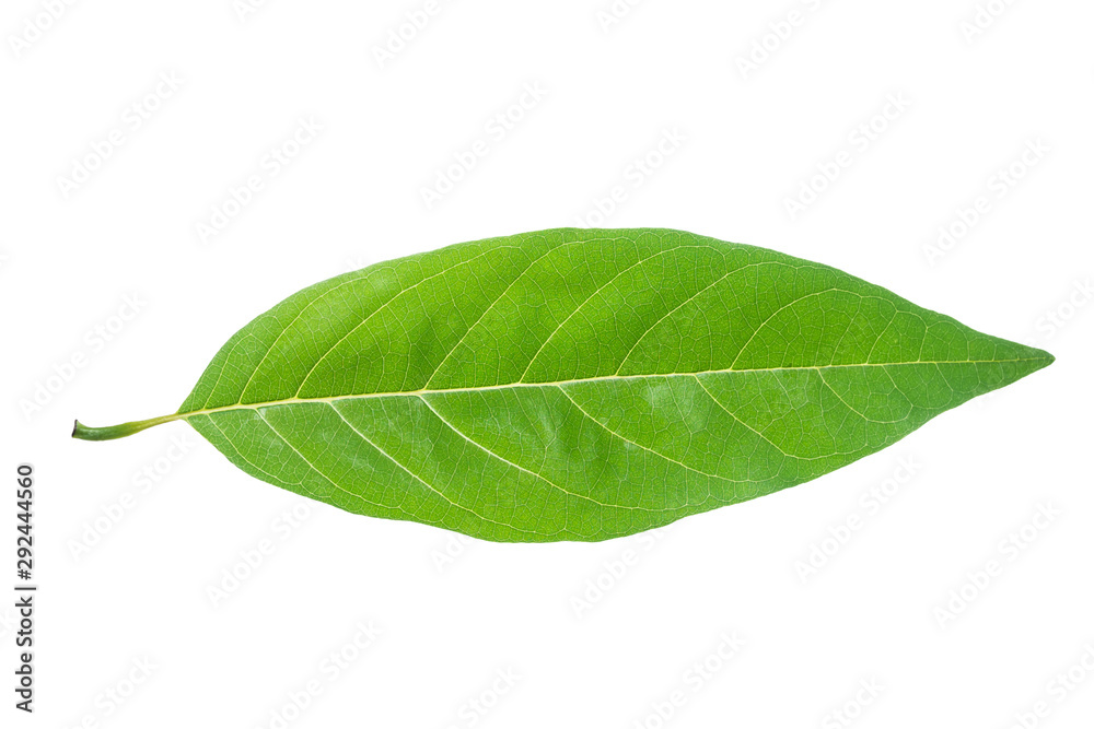 Fototapeta premium Leaf of Custard apple or Sugar Apple isolated on white background.