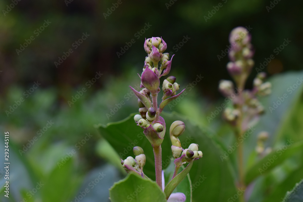 orchid Began to bloom in a beautiful natural garden orchid Began to bloom in a beautiful natural garden