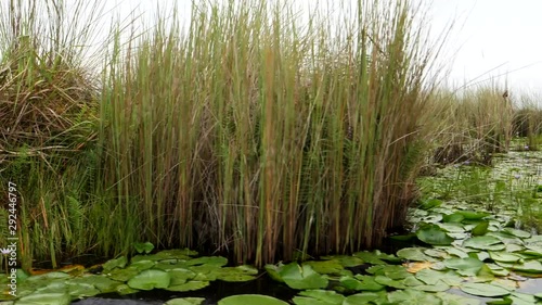 Mabamba wetland, Uganda