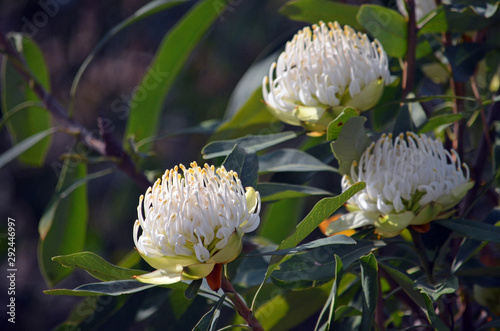 Australian native white Waratah, Telopea speciosissima, family Proteaceae. Known as the Wirrimbirra White. Endemic to New South Wales. Naturally occurring white colour form of the common red variety. photo