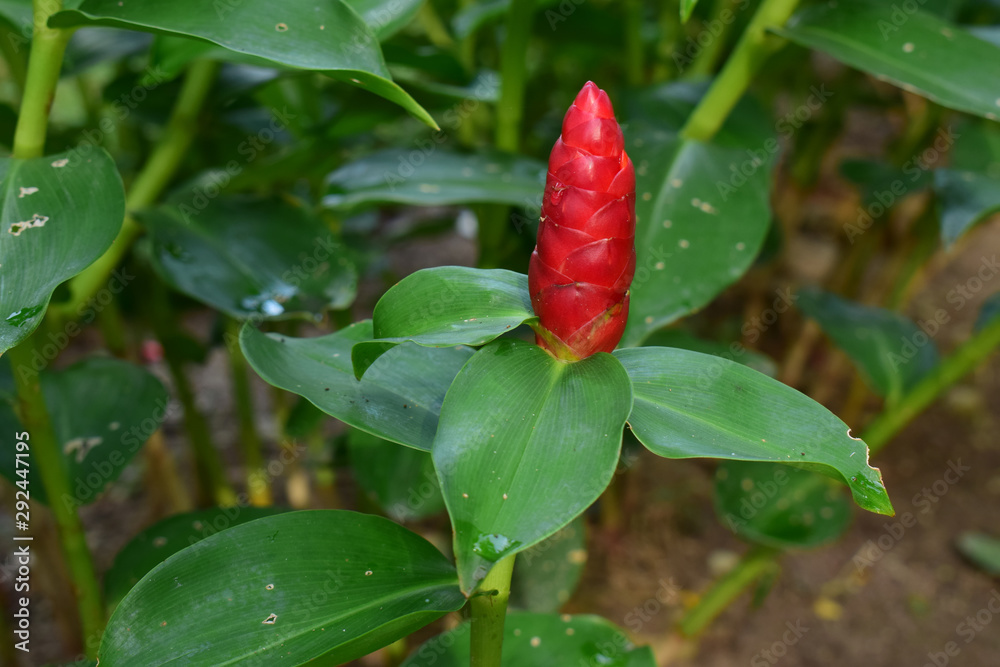 Red ginger planted in the garden begins to bloom in red. Is a beautiful native plant There are bright colors as a covering of inflorescences. The real flower is small on top. Red ginger planted in the garden begins to bloom in red. Is a beautiful native plant There are bright colors as a covering of inflorescences. The real flower is small on top.