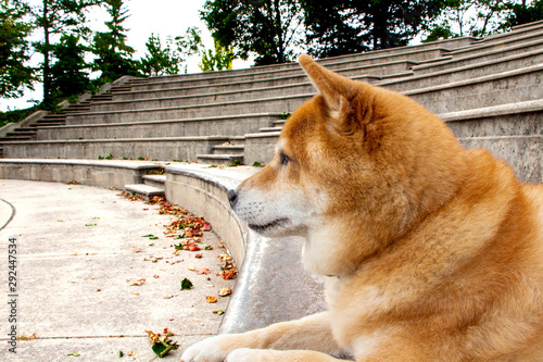 shiba inu staring off while laying down on stiars photo