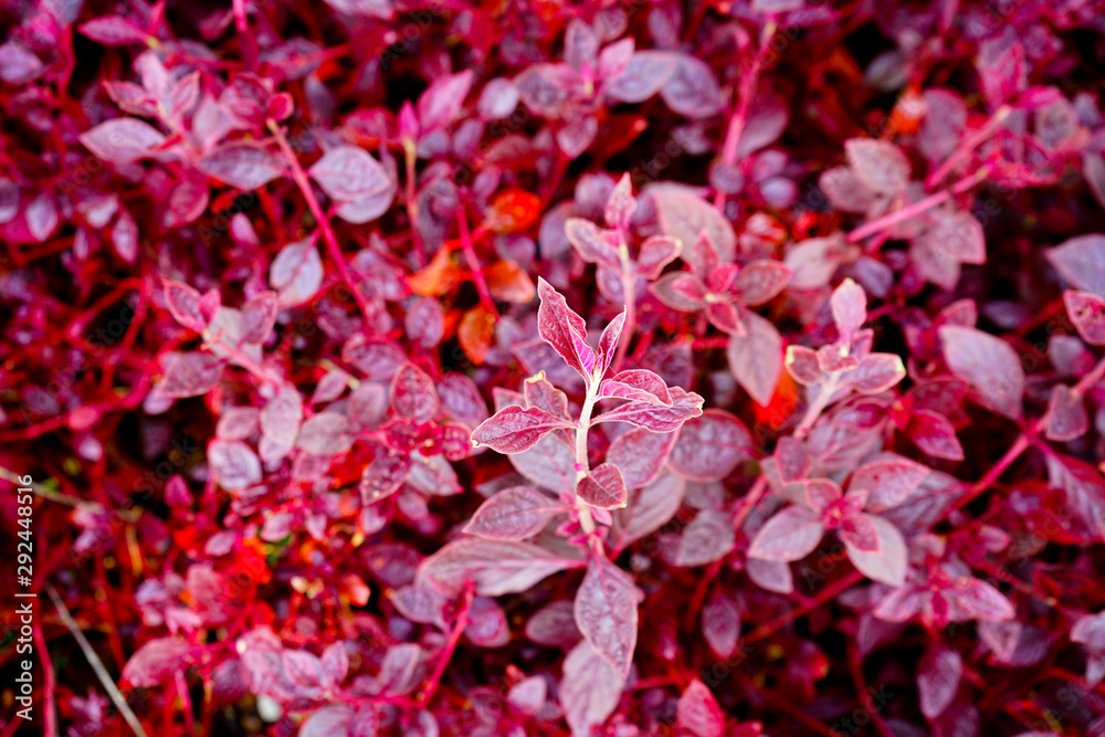 Red leaves pattern background. Red leaves pattern background.