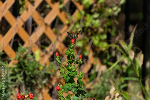 Ruby Throated Hummingbird behind red flower