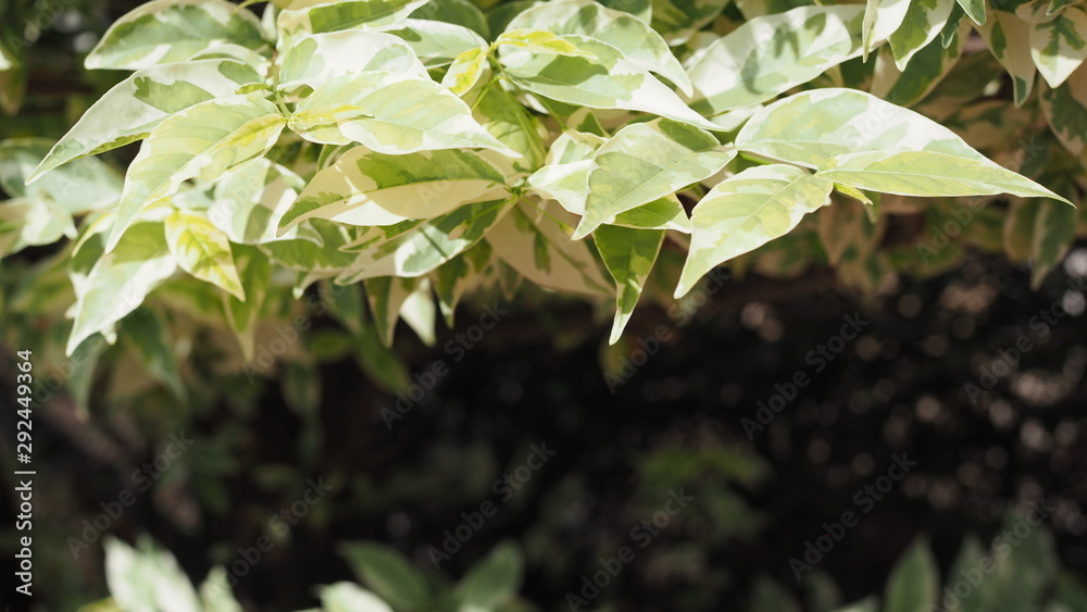 Tree with branches of Wrightia religiosa Benth. Lucky tree Mok