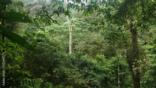 Rain forest, Bwindi, Uganda
