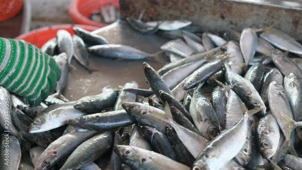 Fresh Fishes Sorting By Size Fresh Fishes Sorting By Size