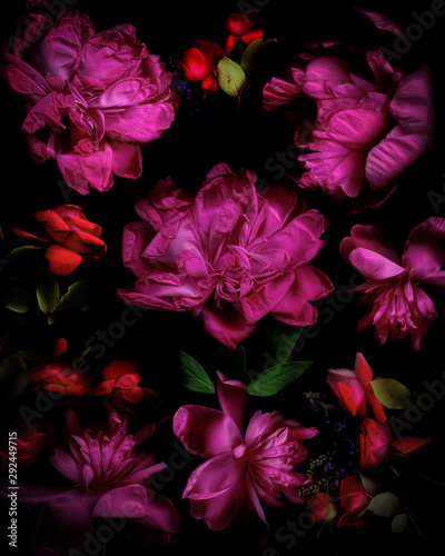 Fototapeta Naklejka Na Ścianę i Meble -  Dramatic Pink Peony Flowers 