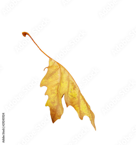 leaf of plane tree isolated for background photo