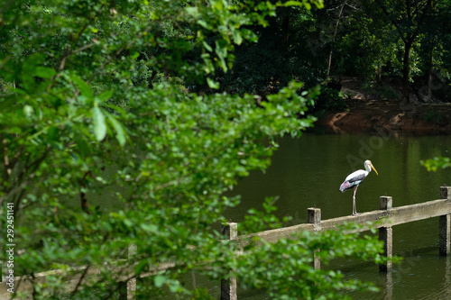 View of Asian openbill stork perched on bridge in a lake with in a park