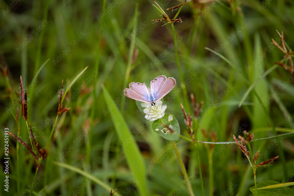 View of insects, butterflies catching on flowers, grass and nature background View of insects, butterflies catching on flowers, grass and nature background
