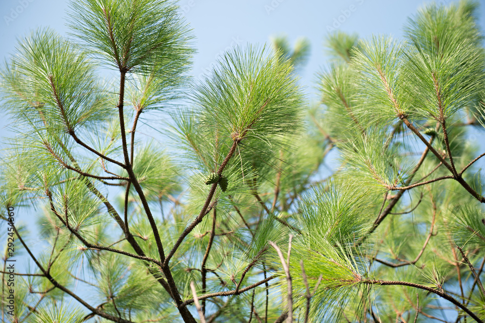 View of green pinecones on pine brunch with blue sky background View of green pinecones on pine brunch with blue sky background