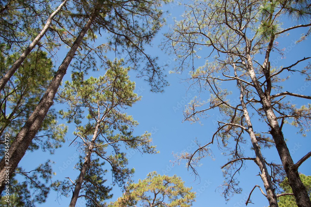 View of pine tree in evening light and shadow of leaves with blue sky background, looking up view View of pine tree in evening light and shadow of leaves with blue sky background, looking up view