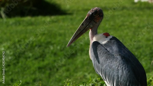 Marabou stork grooming photo