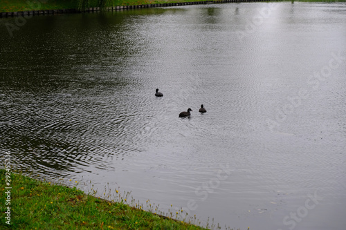 duck on lake