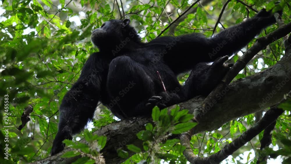 Chimpanzee With An Erect Penis 4k Stock Video Adobe Stock