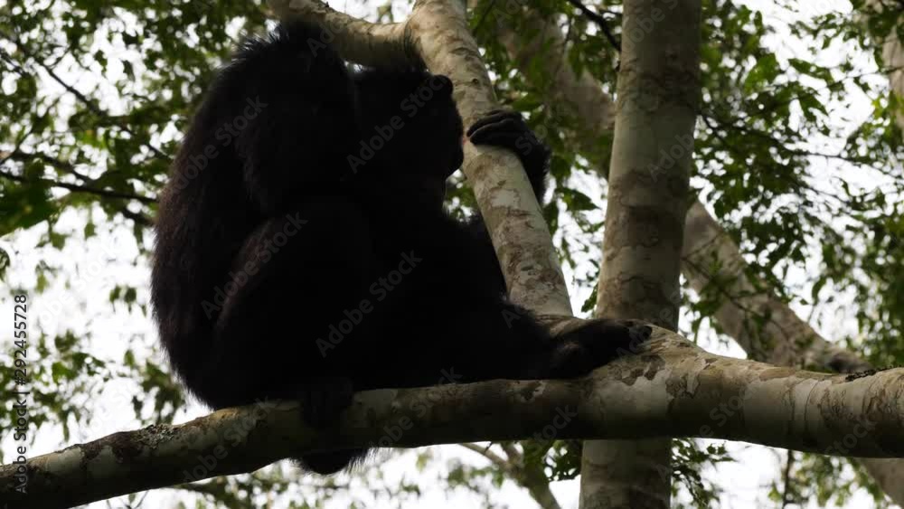 Chimpanzee yawning, Uganda Chimpanzee yawning, Uganda