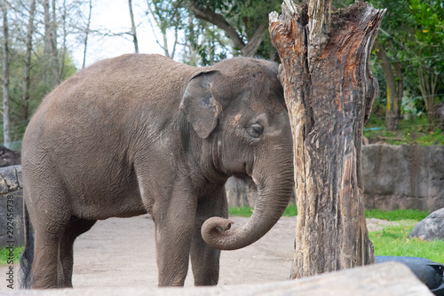 Asian Elephant